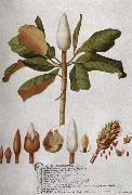 Magnolia Altissima unknow artist